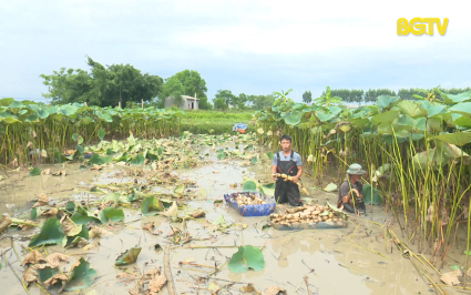 Trải nghiệm thu hoạch củ sen