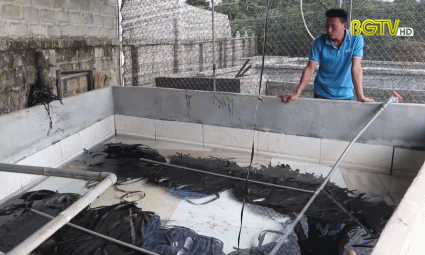 Triển vọng m&ocirc; h&igrave;nh chăn nu&ocirc;i thủy sản tổng hợp