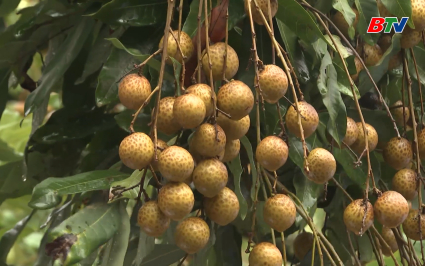 Triển vọng mới cho quả nh&atilde;n tươi 