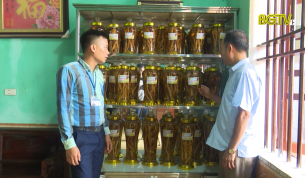 Triển vọng ph&aacute;t triển S&acirc;m nam n&uacute;i D&agrave;nh