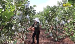 Trồng ổi Th&aacute;i mang lại thu nhập cao cho n&ocirc;ng d&acirc;n