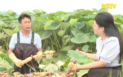 Trồng sen lấy củ thu hơn 130 triệu đồng/ha 
