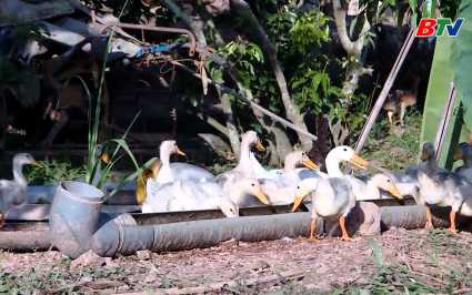  Truyền h&igrave;nh Nh&acirc;n đạo: Hỗ trợ sinh kế cho người d&acirc;n t&aacute;i thiết sau b&atilde;o lũ