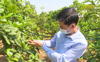 Tỷ lệ c&acirc;y c&oacute; m&uacute;i đậu quả đạt 80 đến 90%