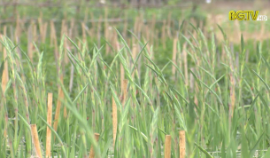 Tỷ ph&uacute; hoa Lay Ơn