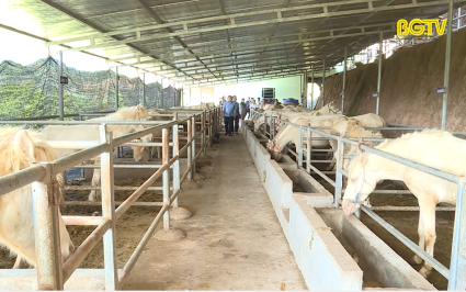 Ứng dụng KHCN trong chăn nu&ocirc;i ngựa bạch