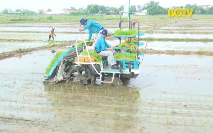 Ứng dụng kỹ thuật mới trong sản xuất l&uacute;a 