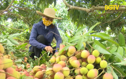 Bắt đầu thu hoạch vải thiều