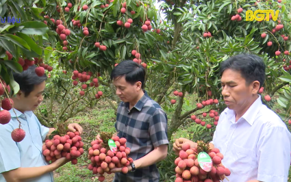 Vải thiều Lục Ngạn đủ điều kiện đạt OCOP 5 sao