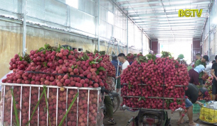 Vải thiều Lục Ngạn được gi&aacute;, ti&ecirc;u thụ thuận lợi