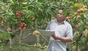 Vải thiều Lục Ngạn l&ecirc;n s&agrave;n thương mại điện tử