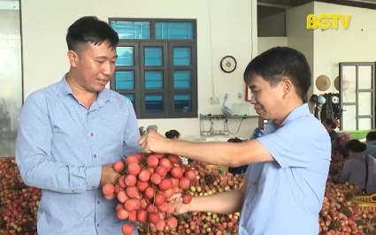 Vải thiều Lục Ngạn ti&ecirc;u thụ thuận lợi 