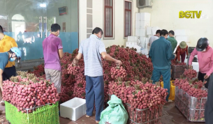 Vải thiều Lục Ngạn ti&ecirc;u thụ thuận lợi