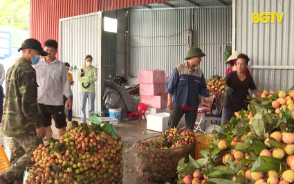 Vải thiều sớm T&acirc;n Y&ecirc;n ti&ecirc;u thụ thuận lợi