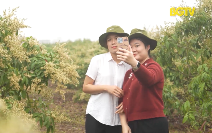 Về T&acirc;n Y&ecirc;n ngắm hoa vải