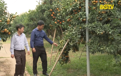 V&ugrave;ng c&acirc;y ăn quả - Động lực ph&aacute;t triển đ&ocirc; thị Chũ