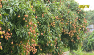 V&ugrave;ng Vải thiều an to&agrave;n