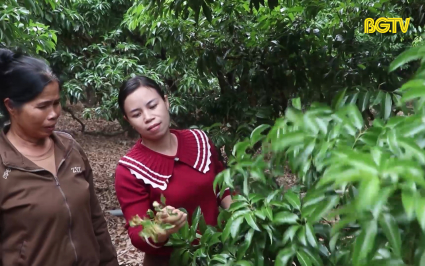 X&acirc;y dựng kế hoạch sản xuất vải thiều gắn với xuất khẩu 