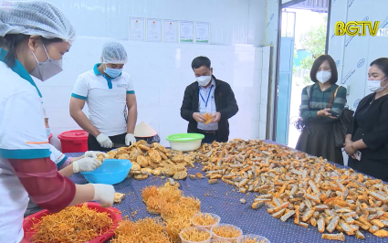 X&acirc;y dựng v&ugrave;ng sản xuất dược liệu ứng dụng c&ocirc;ng nghệ cao