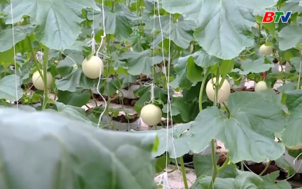 Xu&acirc;n Cẩm đẩy mạnh ph&aacute;t triển sản phẩm Ocop