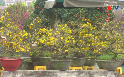 Xu&acirc;n về tr&ecirc;n v&ugrave;ng qu&ecirc; c&aacute;ch mạng Xu&acirc;n Cẩm