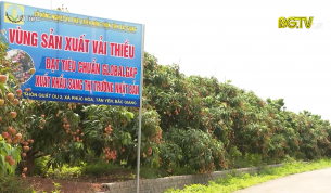 Xuất khẩu vải thiều sang Nhật Bản