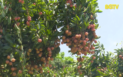 X&uacute;c tiến C&ocirc;ng thương: Vụ vải thiều 2024