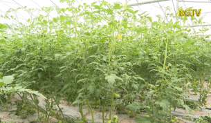 Y&ecirc;n Dũng ph&aacute;t  triển c&aacute;c m&ocirc; h&igrave;nh li&ecirc;n kết chuỗi trong n&ocirc;ng nghiệp