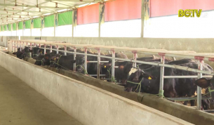 Y&ecirc;n Dũng ph&aacute;t triển m&ocirc; h&igrave;nh chăn nu&ocirc;i đại gia s&uacute;c
