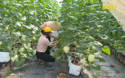 Y&ecirc;n Dũng ph&aacute;t triển Ocop từ sản phẩm thế mạnh 