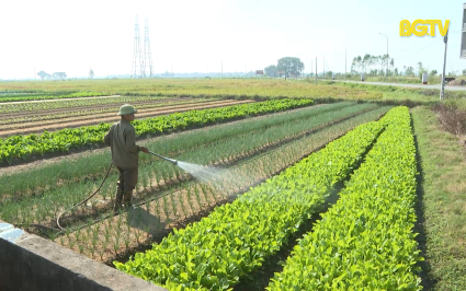 Y&ecirc;n Dũng tập trung sản xuất vụ đ&ocirc;ng