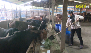 Y&ecirc;n Thế chủ động ph&ograve;ng, chống đ&oacute;i r&eacute;t cho đ&agrave;n vật nu&ocirc;i