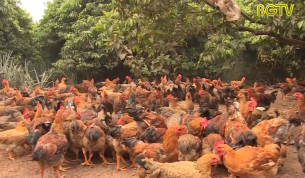 Y&ecirc;n Thế đảm bảo cung ứng đủ G&agrave; cho thị trường Tết Canh T&yacute;