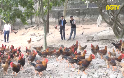 Y&ecirc;n Thế: Đảm bảo cung ứng g&agrave; cho thị trường dịp Tết