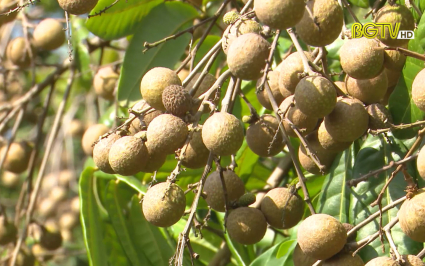 Y&ecirc;n Thế n&acirc;ng cao chất lượng Nh&atilde;n xuất khẩu