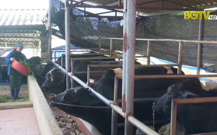 Y&ecirc;n thế ph&ograve;ng chống đ&oacute;i, r&eacute;t đ&agrave;n gia s&uacute;c 